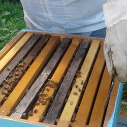 The Bee Shack