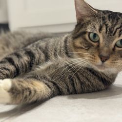 Petsense