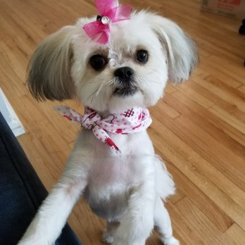 Dog Styling Boutique - Pet Groomers Near Me - Glendora, California