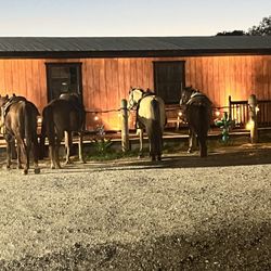 Vaquero Village - Locals using horses to visit bar.