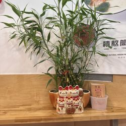 Qing Shu Spicy Hot Pot