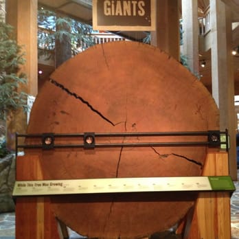 World Forestry Center - Giant tree cross-section. - Museums Near Me - Portland, Oregon World Forestry Center - Giant tree cross-section. - Museums Near Me - Portland, Oregon