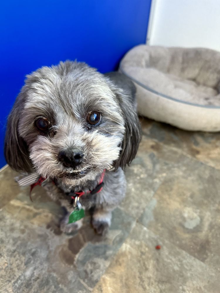 PINEWOOD KENNELS Updated June 2024 11 Photos 3590 US 75