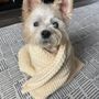 Photo of Happy Paws Dog Training LA