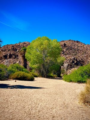 Cottonwood Spring by null