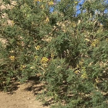 Chads Chippers - I had 6 of these removed. - Tree Services Near Me - Lancaster, California