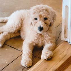Heart of Texas doodles - Our "Heart of Texas Doodles" puppy!