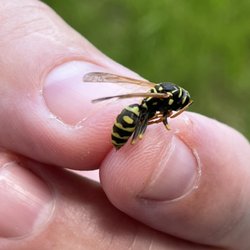 Donohue Pest Solutions