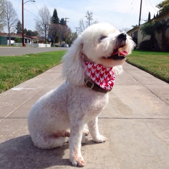Sandy's Grooming - Spencer is a happy guy! Thanks Sandy's Grooming! - Pet Groomers Near Me - Orange, California Sandy's Grooming - Spencer is a happy guy! Thanks Sandy's Grooming! - Pet Groomers Near Me - Orange, California