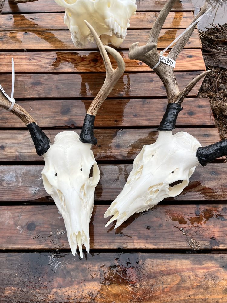 Creel's Craniums - taxidermy in Deer Park, WA