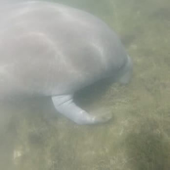 Manatee Tour And Dive - This was just one of the manatees that swam directly beneath us while feeding. - Scuba Diving Near Me - Crystal River, Florida Manatee Tour And Dive - This was just one of the manatees that swam directly beneath us while feeding. - Scuba Diving Near Me - Crystal River, Florida