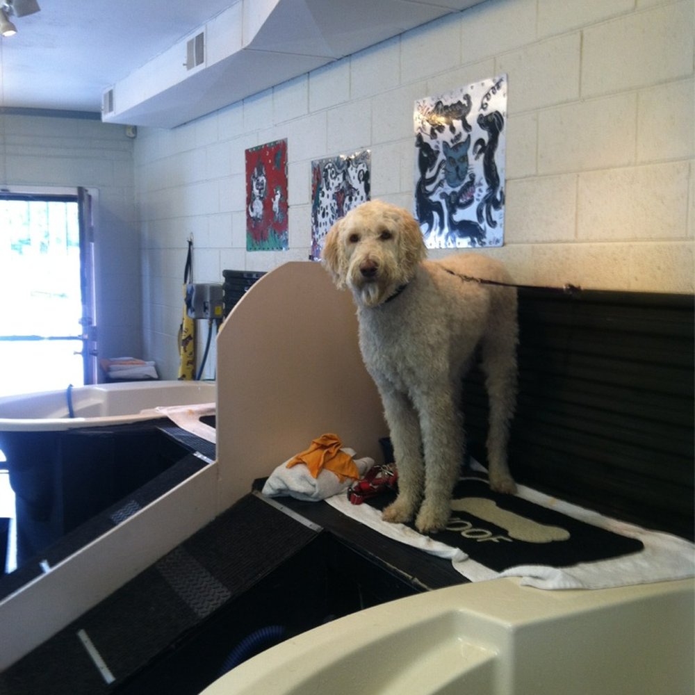 Muddy Paws Bathhouse - Mr. Augustus McRae all shined up like a new penny! - Pet Groomers Near Me - Wheat Ridge, Colorado Muddy Paws Bathhouse - Mr. Augustus McRae all shined up like a new penny! - Pet Groomers Near Me - Wheat Ridge, Colorado