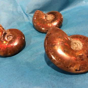 Geomania Vancouver - Ammonite fossils, have been found worldwide. Oxfordian Stage (around 157-163 million years) - Jewelry Near Me - Vancouver, British Columbia