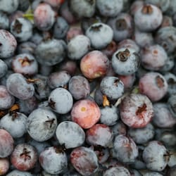 West Valley U-Pick Fruit & Vegetables - Cherry-size Chandler in July ;)