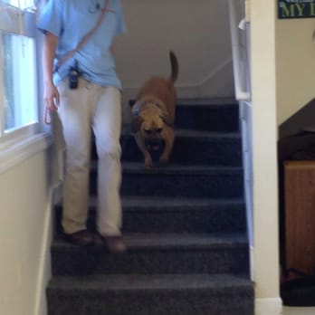 Mutty Paws Academy - Happy pup headed home! - Pet Groomers Near Me - Scarborough, Maine Mutty Paws Academy - Happy pup headed home! - Pet Groomers Near Me - Scarborough, Maine