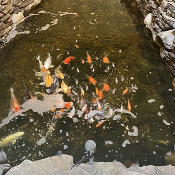 Palace Of Asia - Beautiful koi pond inside the entrance! I love the classic decor - Indian Near Me - Maple Shade, New Jersey Palace Of Asia - Beautiful koi pond inside the entrance! I love the classic decor - Indian Near Me - Maple Shade, New Jersey