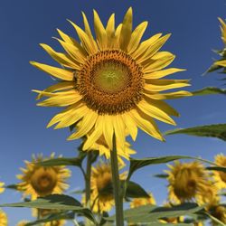 Sunflowers Of Lisbon