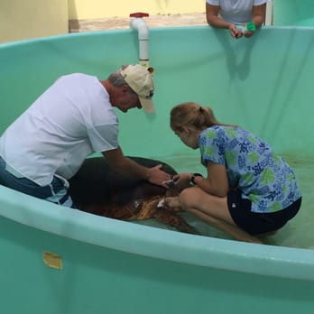 Loggerhead Marinelife Center - Community Service/Non-Profit Near Me - Juno Beach, Florida Loggerhead Marinelife Center - Community Service/Non-Profit Near Me - Juno Beach, Florida