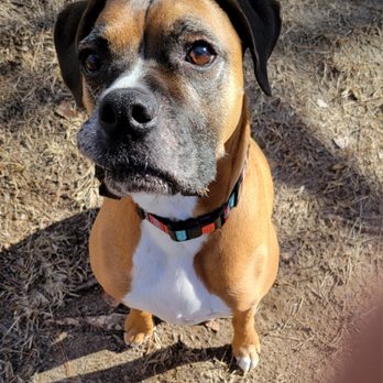 Best Dog Ever - Pet Training Near Me Best Dog Ever - Pet Training Near Me