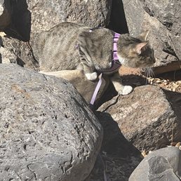 Kitty hunting lizards Kitty hunting lizards