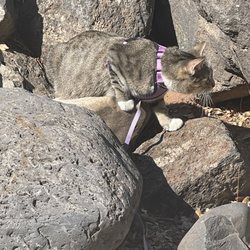 Zion River Resort RV Park & Campground - Kitty hunting lizards