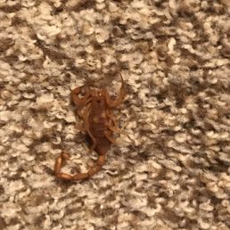 Scorpion after his demise. I threw the pillow on the floor and stumped him. ECO-TEK took care of the rest. Scorpion after his demise. I threw the pillow on the floor and stumped him. ECO-TEK took care of the rest.