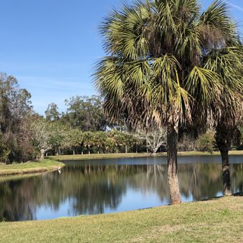 Pedro's Lawn Service - Before: Palm trees with seeds and dying palms - Tree Services Near Me Pedro's Lawn Service - Before: Palm trees with seeds and dying palms - Tree Services Near Me