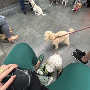 Pet Supplies Plus - In class with her friends and trainer Jill - Pet Stores Near Me - Yorba Linda, California Pet Supplies Plus - In class with her friends and trainer Jill - Pet Stores Near Me - Yorba Linda, California