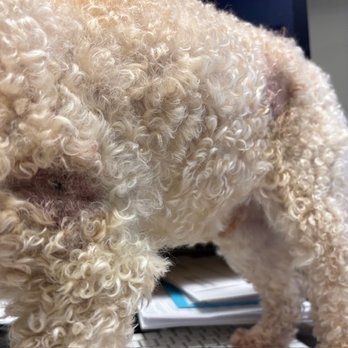 Wiggly Tails - Pet Groomers Near Me - Northbrook, Illinois