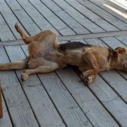 Mixtura - Dog porn