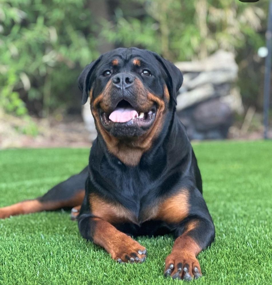 IRONCLAD ROTTWEILER - Updated October 2025 - 88 Photos - Wentworth, New ...