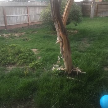 Oak Tree Property Management - Dead tree - Property Management Near Me - Clovis, California