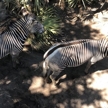 Brevard Zoo - Zoos Near Me - Melbourne, Florida Brevard Zoo - Zoos Near Me - Melbourne, Florida