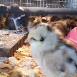 Frog Pond Farms - Love Frog Ponds fresh produce. If you need baby chicks you can them here!