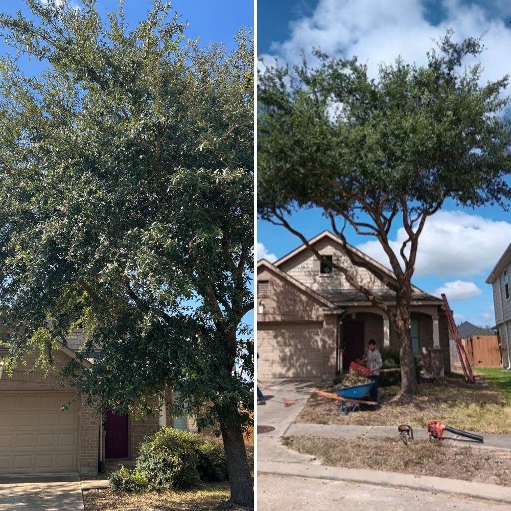 JJ Garcia Professional Tree Service - tree service in Humble, TX