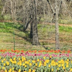 Gardener's Orchard & Bakery - Tulip picking 4/4/26