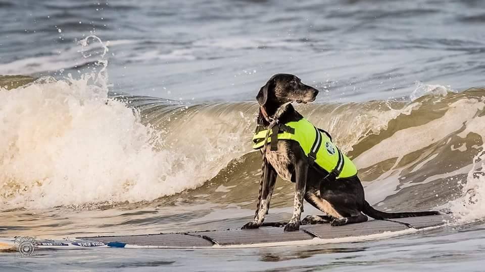 The Upbeat K9 - North Cape Coral Image