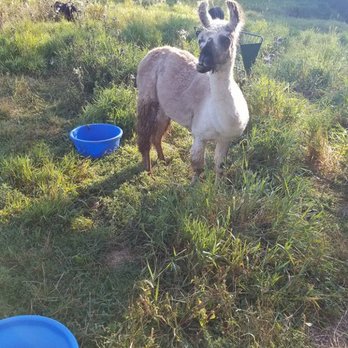 St. Josef's Winery - One of the alpacas at the winery, up close and personal! - Wineries Near Me - Canby, Oregon St. Josef's Winery - One of the alpacas at the winery, up close and personal! - Wineries Near Me - Canby, Oregon