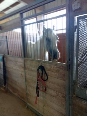 T C Stables on Yelp
