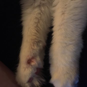 Tails A Go-Go - Same nail of the other claw bleeds too. - Pet Groomers Near Me - Albany, California Tails A Go-Go - Same nail of the other claw bleeds too. - Pet Groomers Near Me - Albany, California