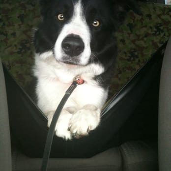 Cutters Quarters Border Collies & Judi Schmidt - Being goofy - Pet Training Near Me - Galt, California Cutters Quarters Border Collies & Judi Schmidt - Being goofy - Pet Training Near Me - Galt, California