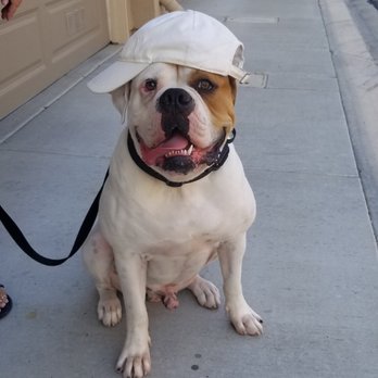 Dog Busters - Beauregard - Pet Training Near Me