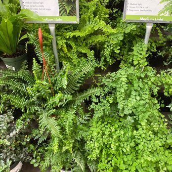 Armstrong Garden Centers - Medium light - Nurseries & Gardening Near Me - El Cajon, California