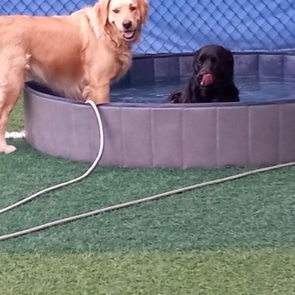 Nefertitis Puppy Palace - Pet Boarding Near Me - Pompano Beach, Florida Nefertitis Puppy Palace - Pet Boarding Near Me - Pompano Beach, Florida