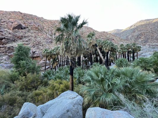 Borrego Palm Canyon Nature Trail by null