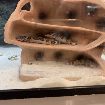 Petco - Reptiles - Pet Stores Near Me - Warrenton, Oregon