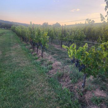 Black Ankle Vineyards - Wineries Near Me - Mount Airy, Maryland