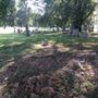 Photo of tomberlin cemetery