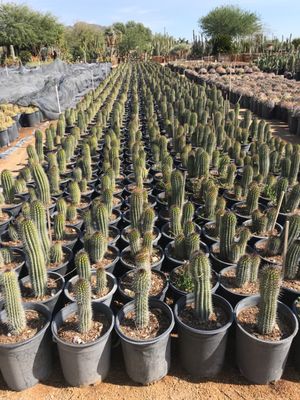 Old West Cactus Farm 43608 N Black Canyon Hwy New River Az Nurseries Mapquest