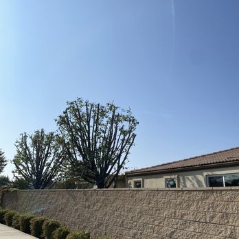 Carlos Tree Service - Fruitless pear trees balance - Tree Services Near Me